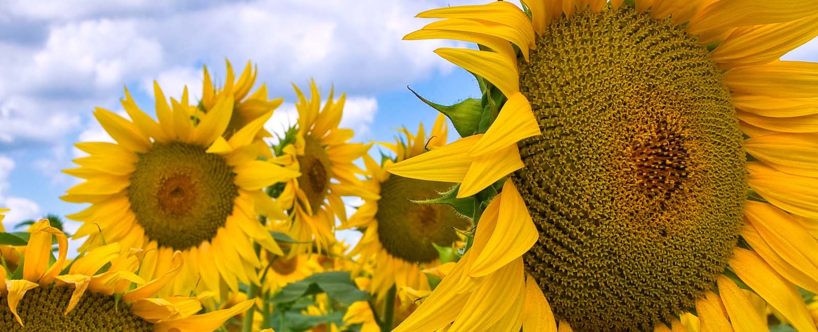 sunflower_main_header